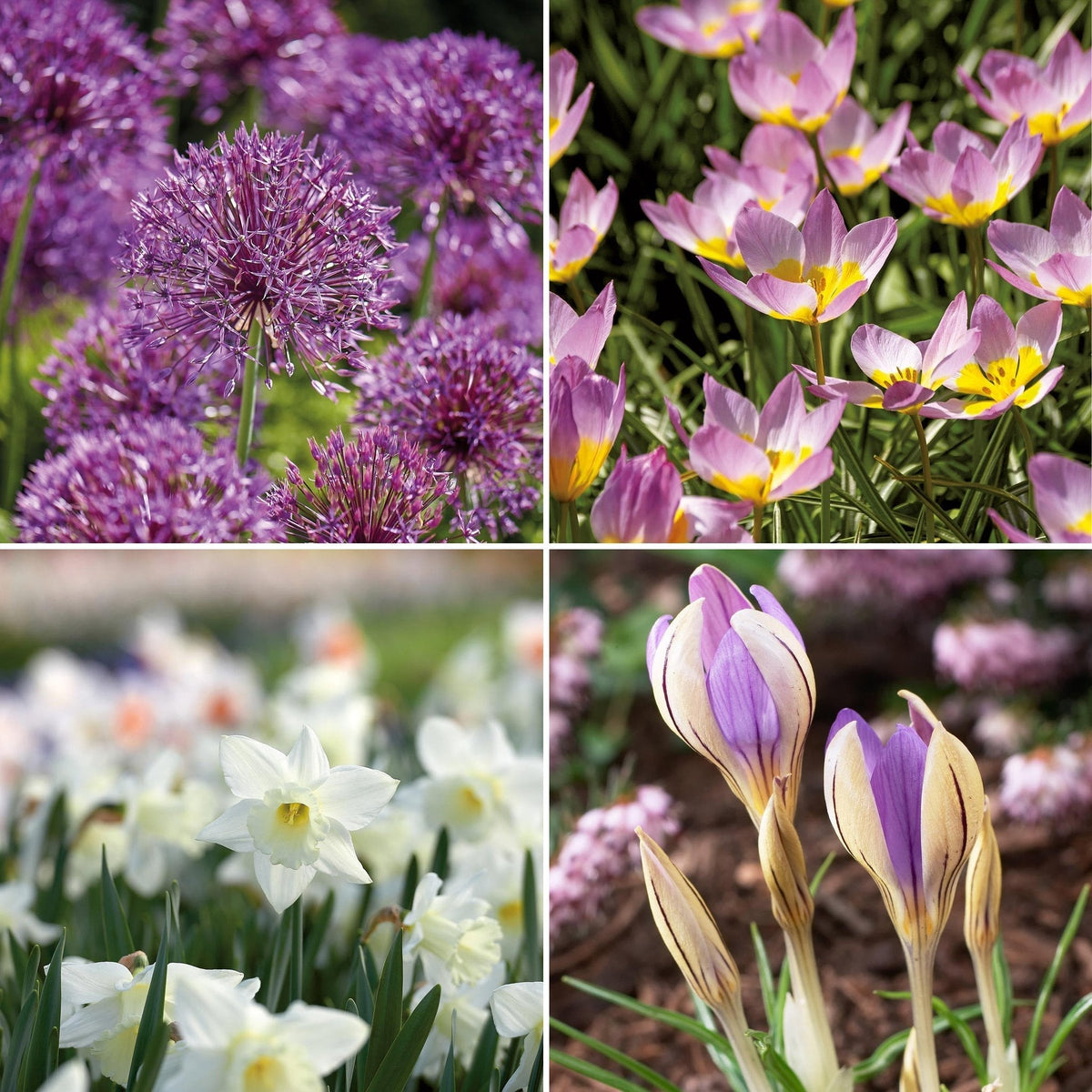 Bloembollenlasagne 'Pansy Parlour'