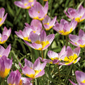 Bloembollenlasagne 'Pansy Parlour'