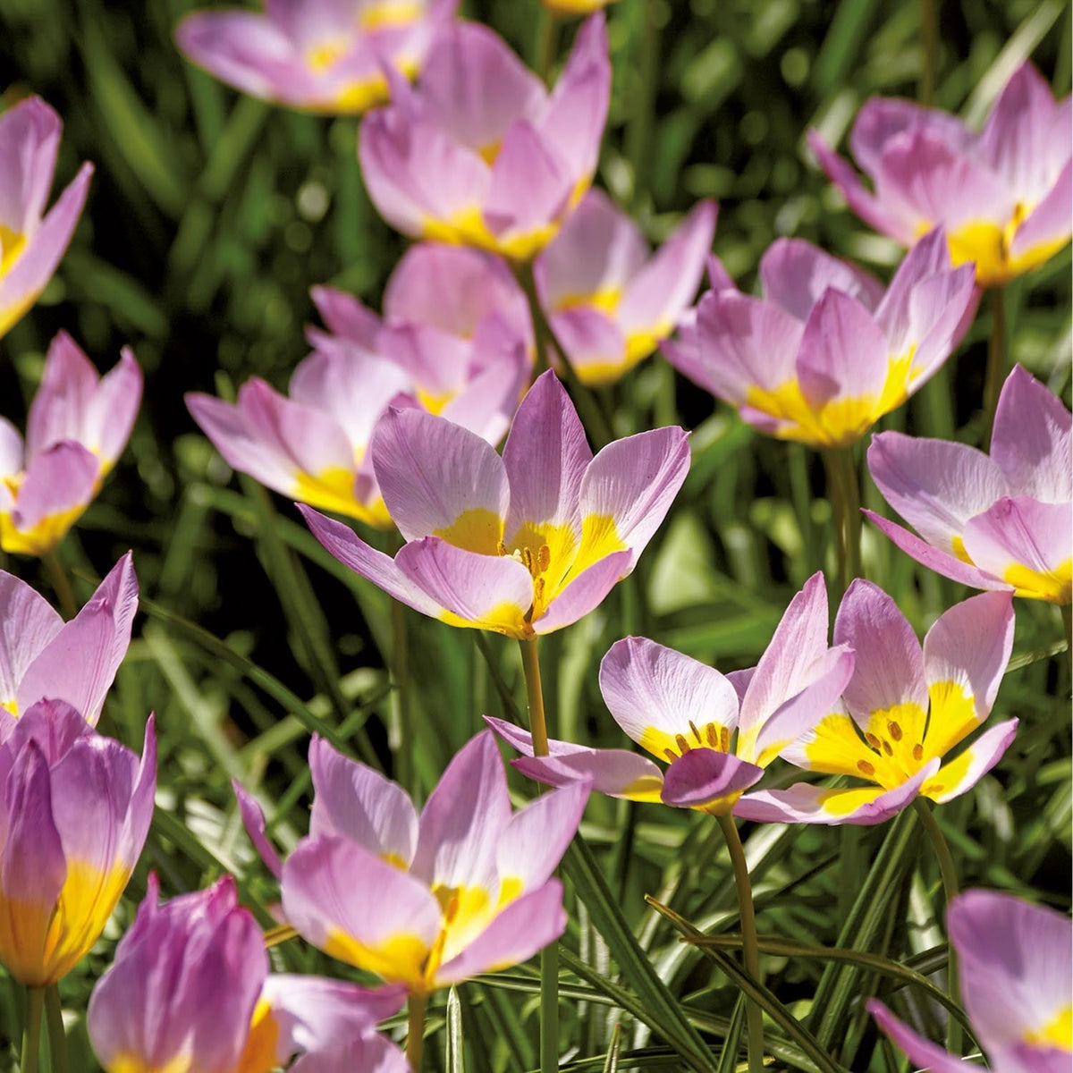 Bloembollenlasagne 'Pansy Parlour'