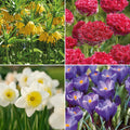 Bloembollenlasagne 'Postbox Garden'