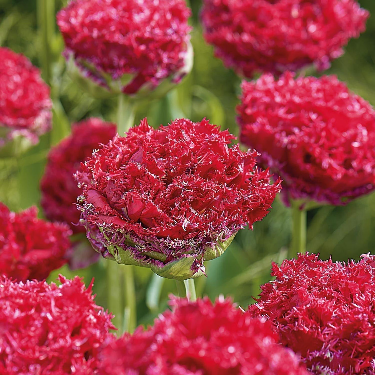 Bloembollenlasagne 'Postbox Garden'