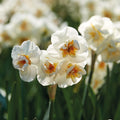 Bloembollenlasagne 'Primula Path'