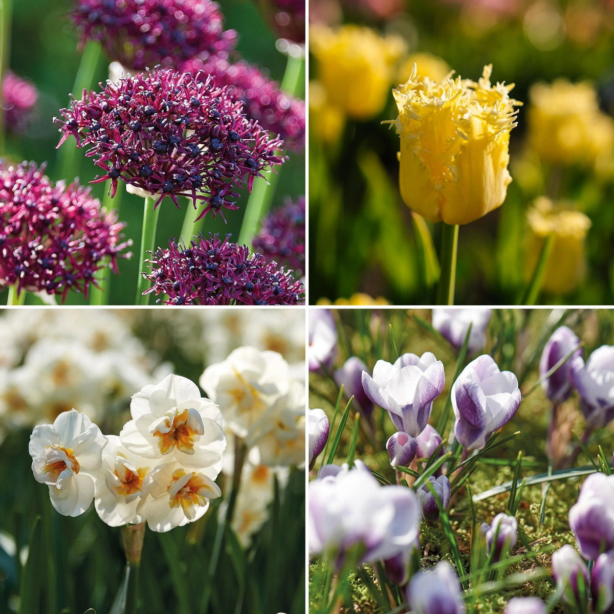Bloembollenlasagne 'Primula Path'