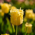 Bloembollenlasagne 'Primula Path'