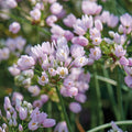 Bloembollenlasagne 'Purple Dreams'