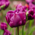 Bloembollenlasagne 'Purple Dreams'