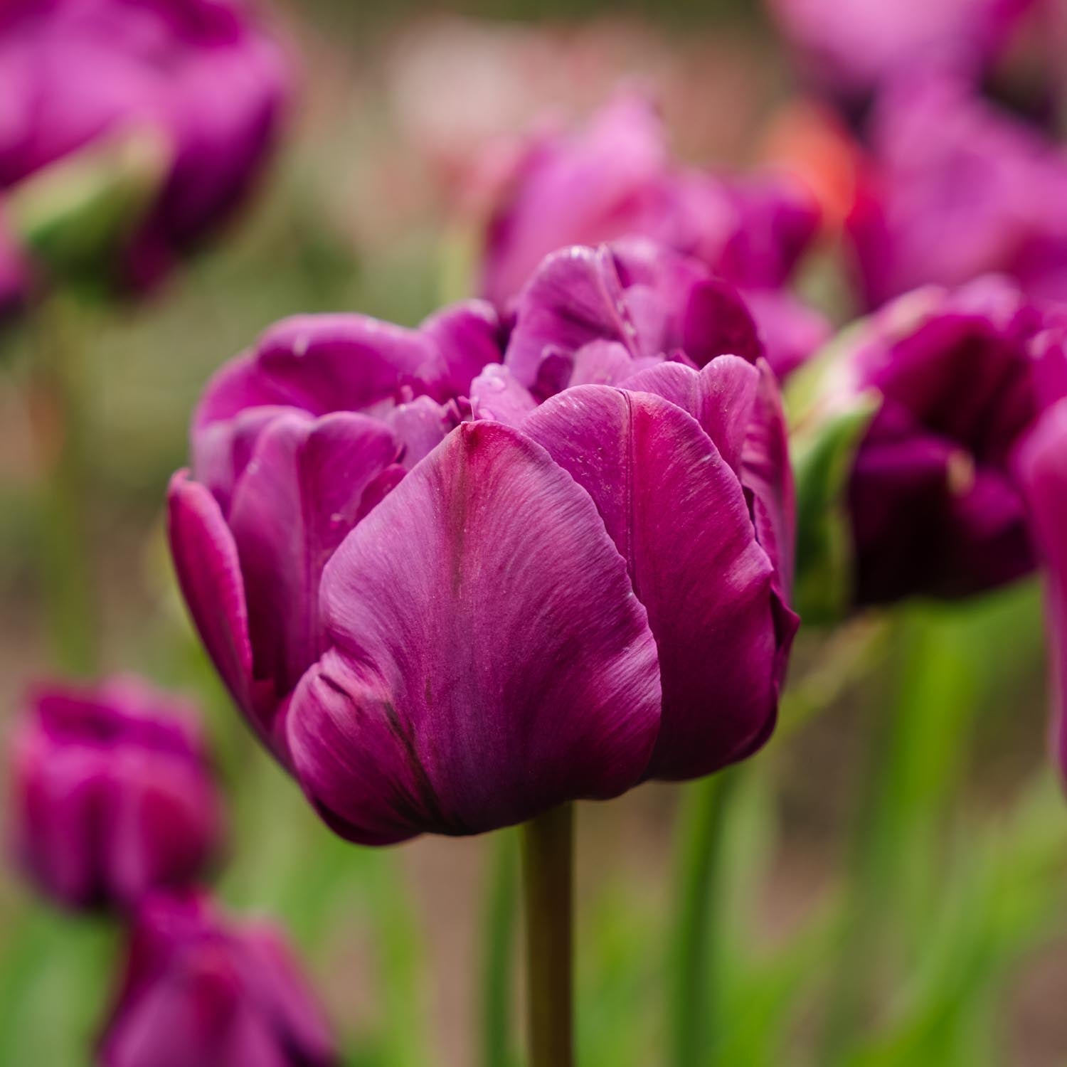 Bloembollenlasagne 'Purple Dreams'