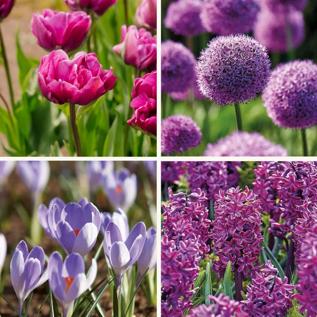 Bloembollenlasagne 'Purple Dreams'