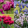 Bloembollenlasagne 'Purple Dreams'