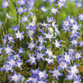 Bloembollenlasagne 'Royal Heather'