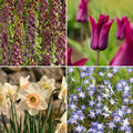 Bloembollenlasagne 'Royal Heather'