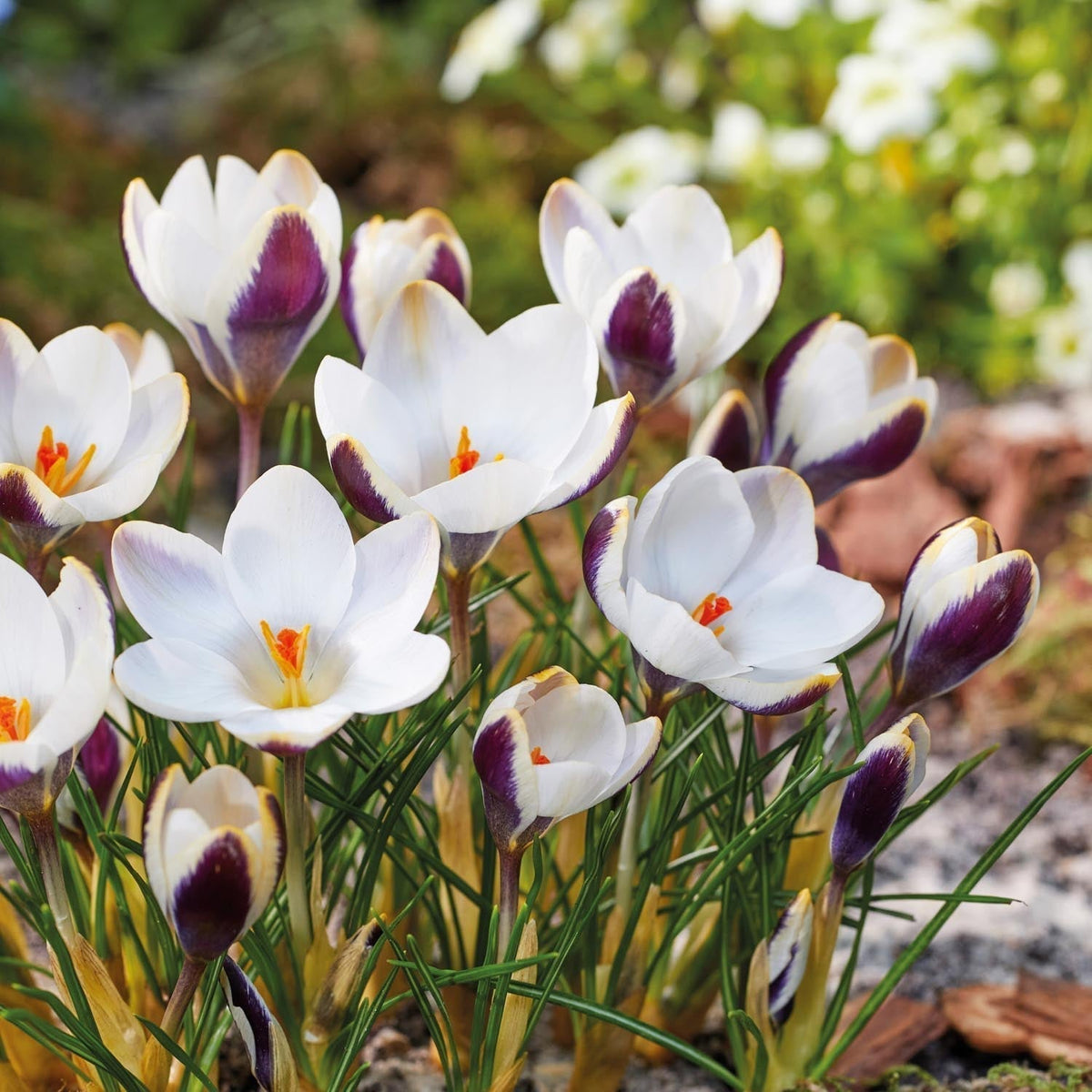 Bloembollenlasagne 'Shadow Marble'