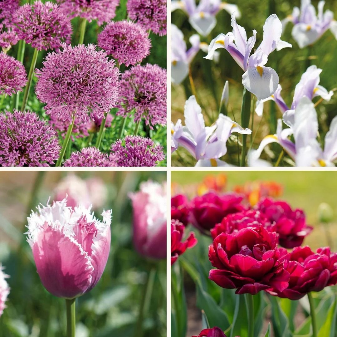 Bloembollenlasagne 'Spring Sorbet'