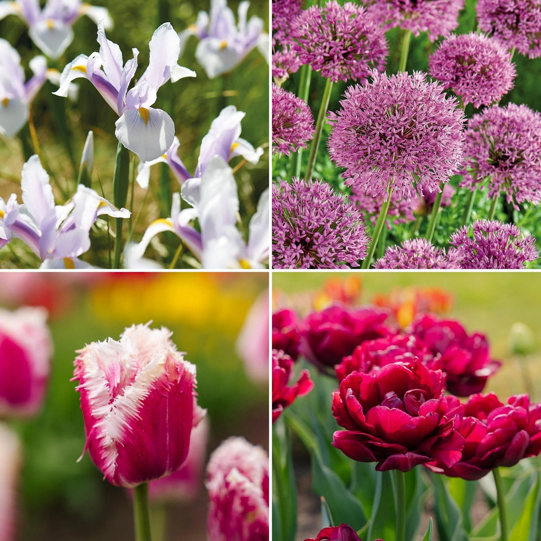 Bloembollenlasagne 'Spring Sorbet'