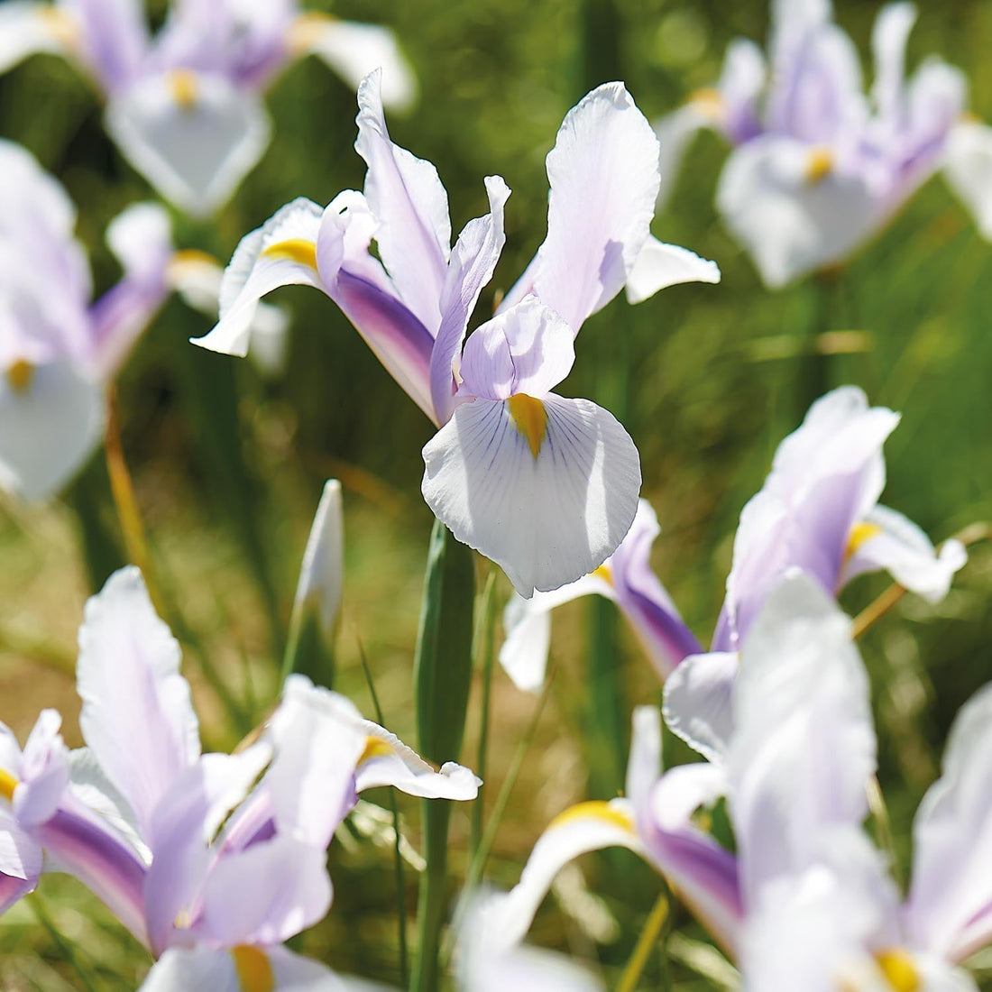 Bloembollenlasagne 'Spring Sorbet'