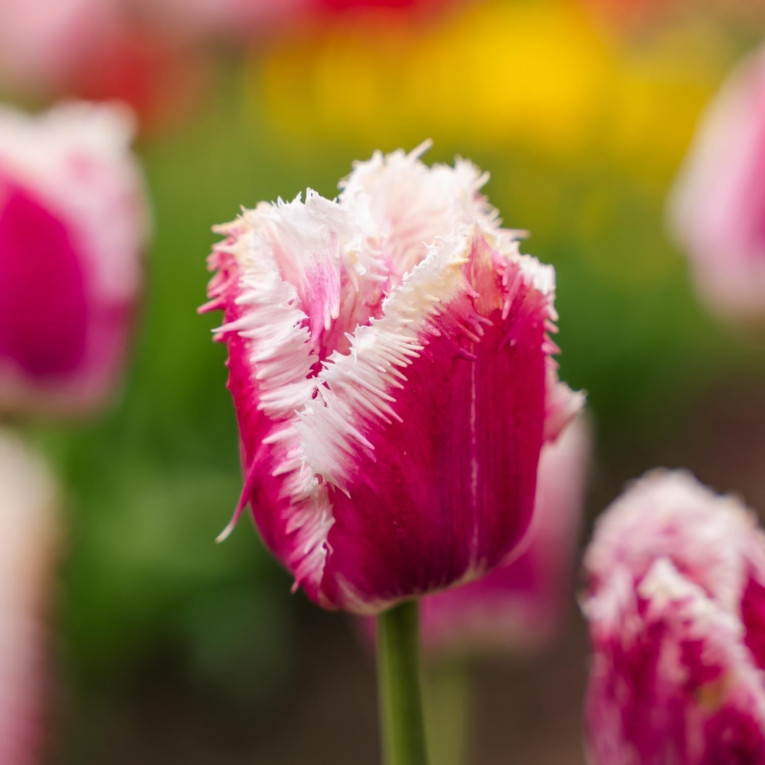 Bloembollenlasagne 'Spring Sorbet'