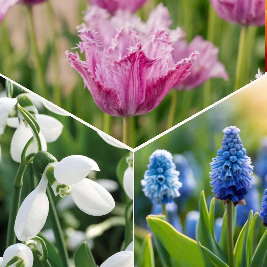 Bloembollenlasagne 'Sunset Punch'