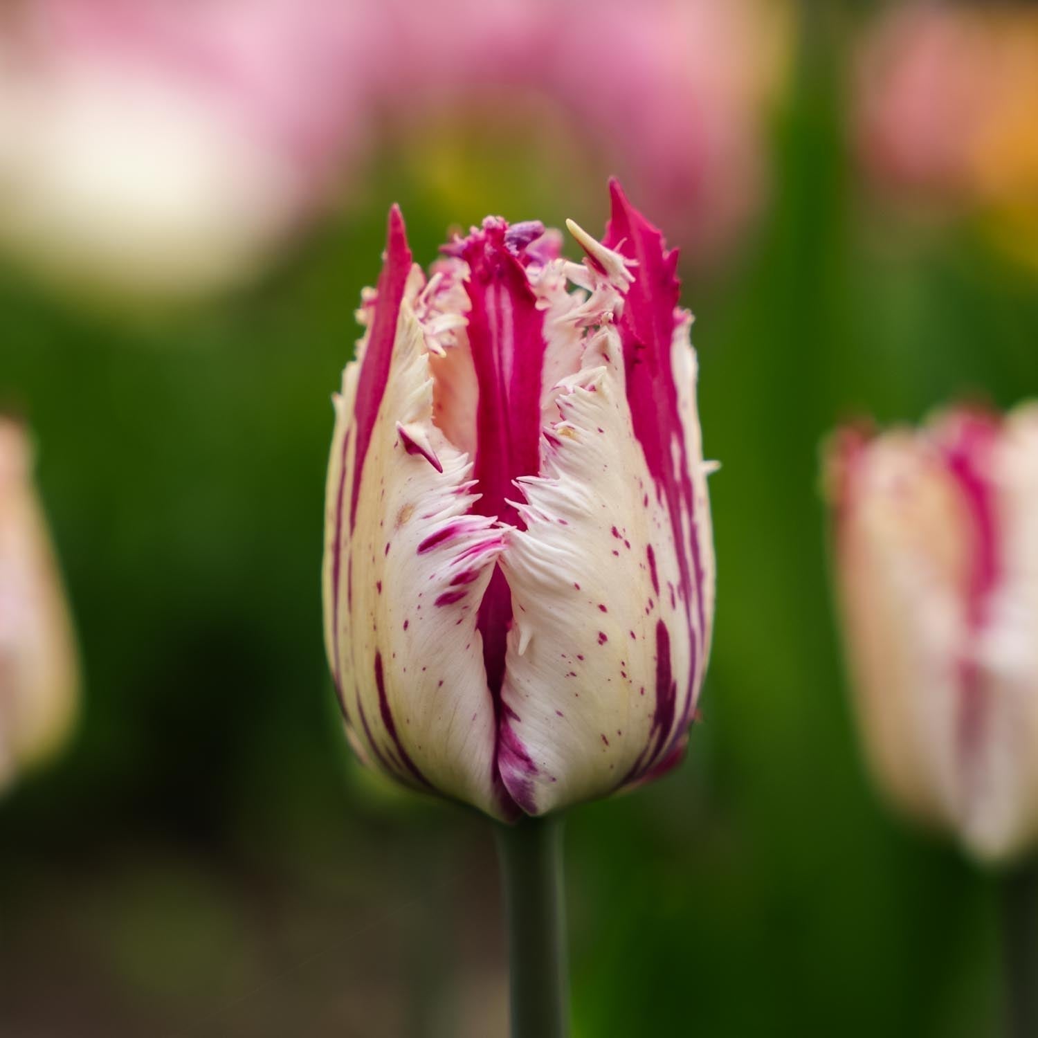 Bloembollenlasagne 'Sunset Punch'