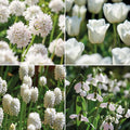 Bloembollenlasagne 'Swan Lake'