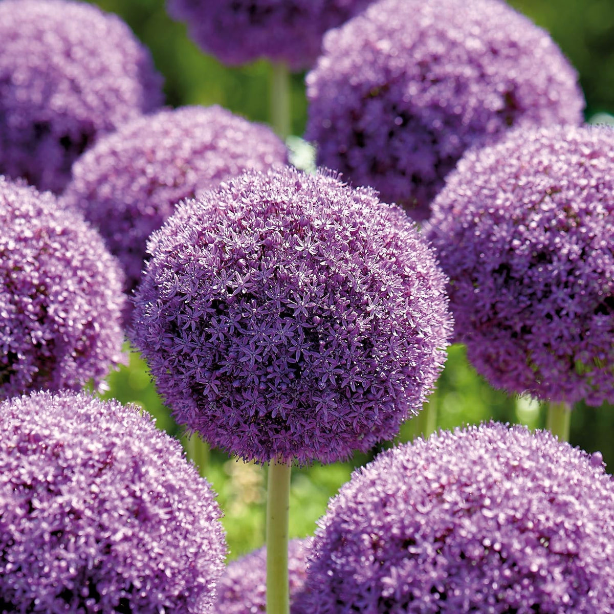 Bloembollenlasagne 'Violet Gold'