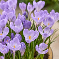 Bloembollenlasagne 'Violet Gold'