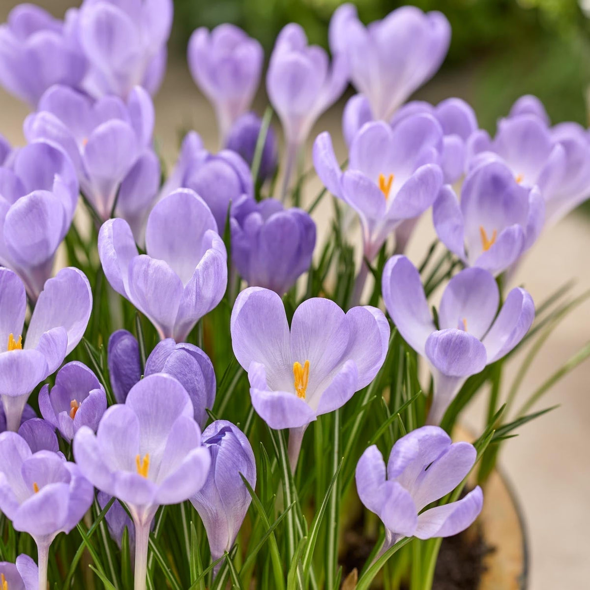 Bloembollenlasagne 'Violet Gold'