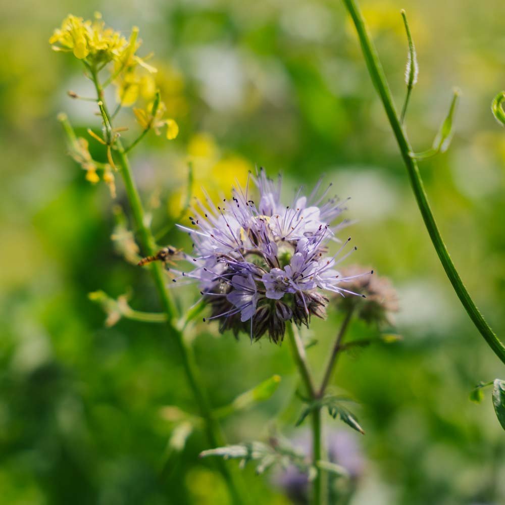 Bloemenmix 'Mix' - 350 biologische zaden