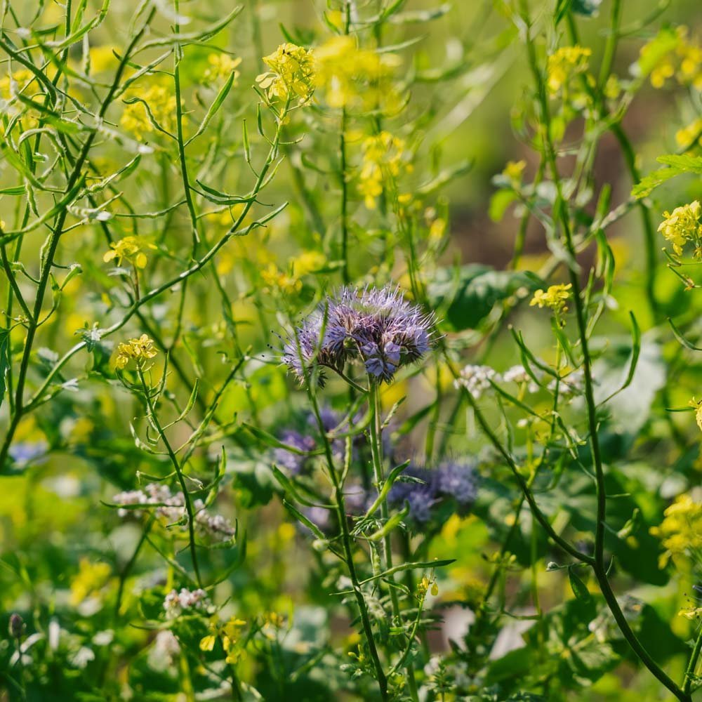 Bloemenmix 'Mix' - 700 biologische zaden