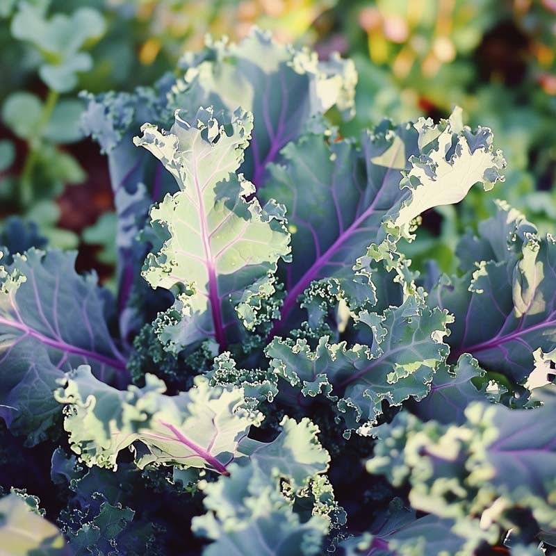 Boerenkoolzaden 'Red Russian' - 50 biologische zaden