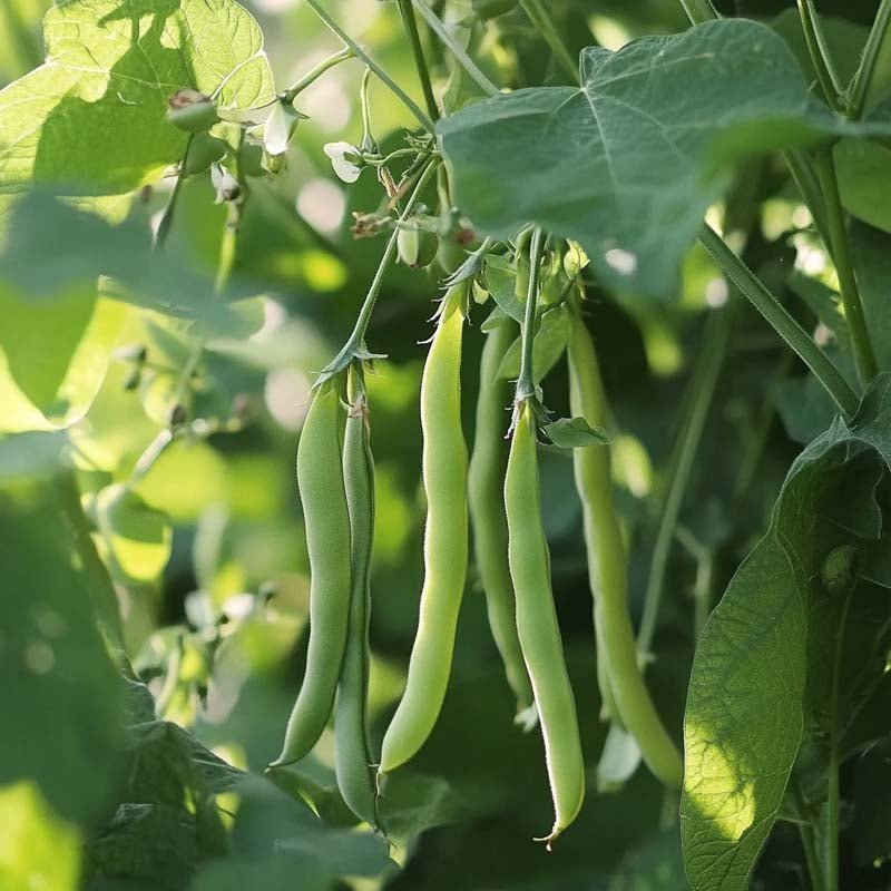 Bosbonenzaden 'Double White' - 30 biologische zaden