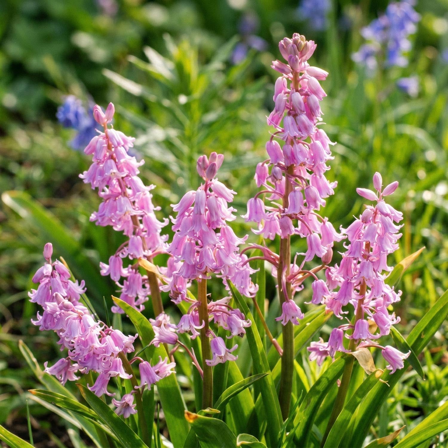 Boshyacint, Hyacinthoides 'Queen of the Pinks'