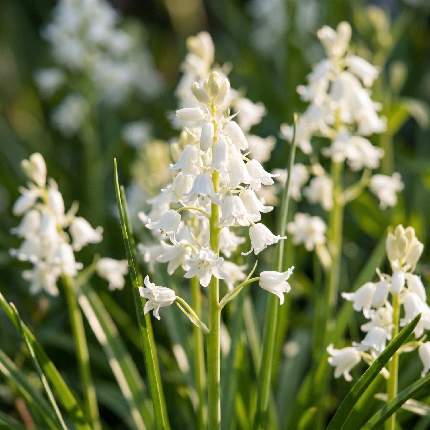 Boshyacint, Hyacinthoides 'White City'