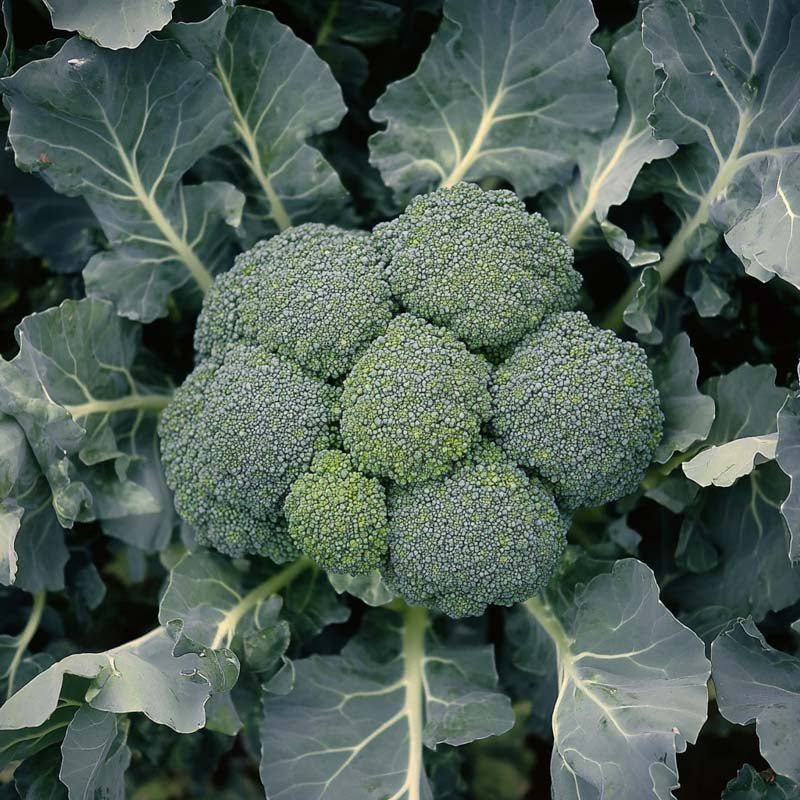 Broccolizaden 'Calinaro' - 25 biologische zaden