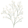 Gipskruid wortelstokken / Gypsophila