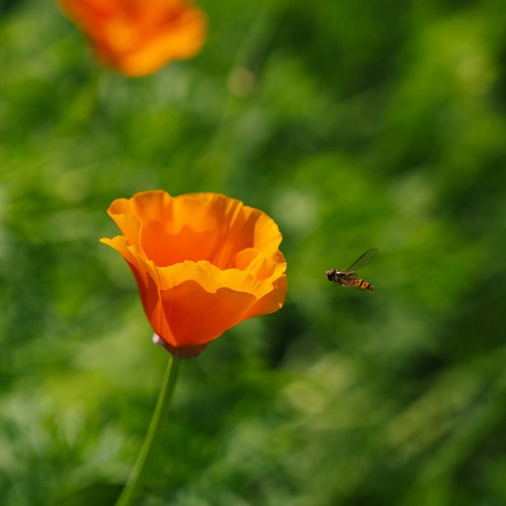 Californische maanzaadjes - 100 biologische zaden