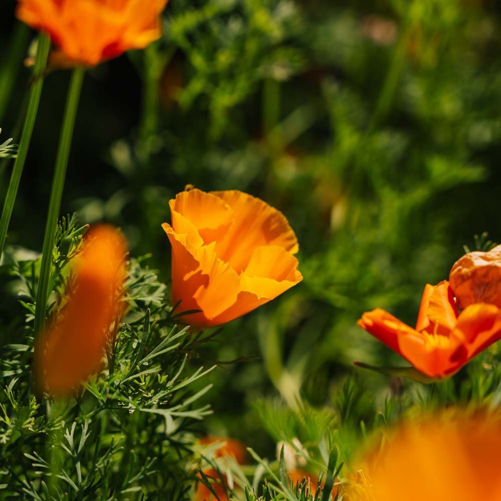 Californische maanzaadjes - 100 biologische zaden