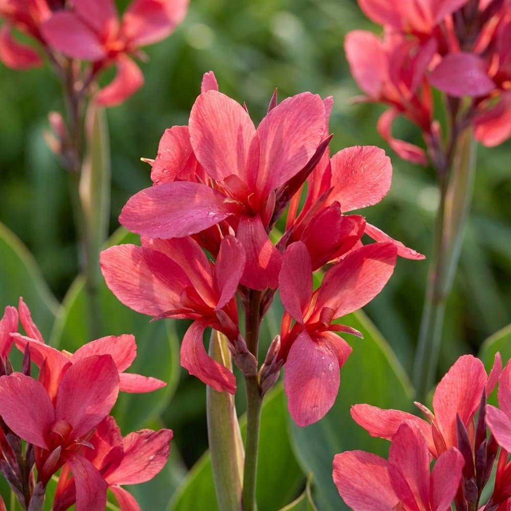 Canna ‘Crimson Beauty’