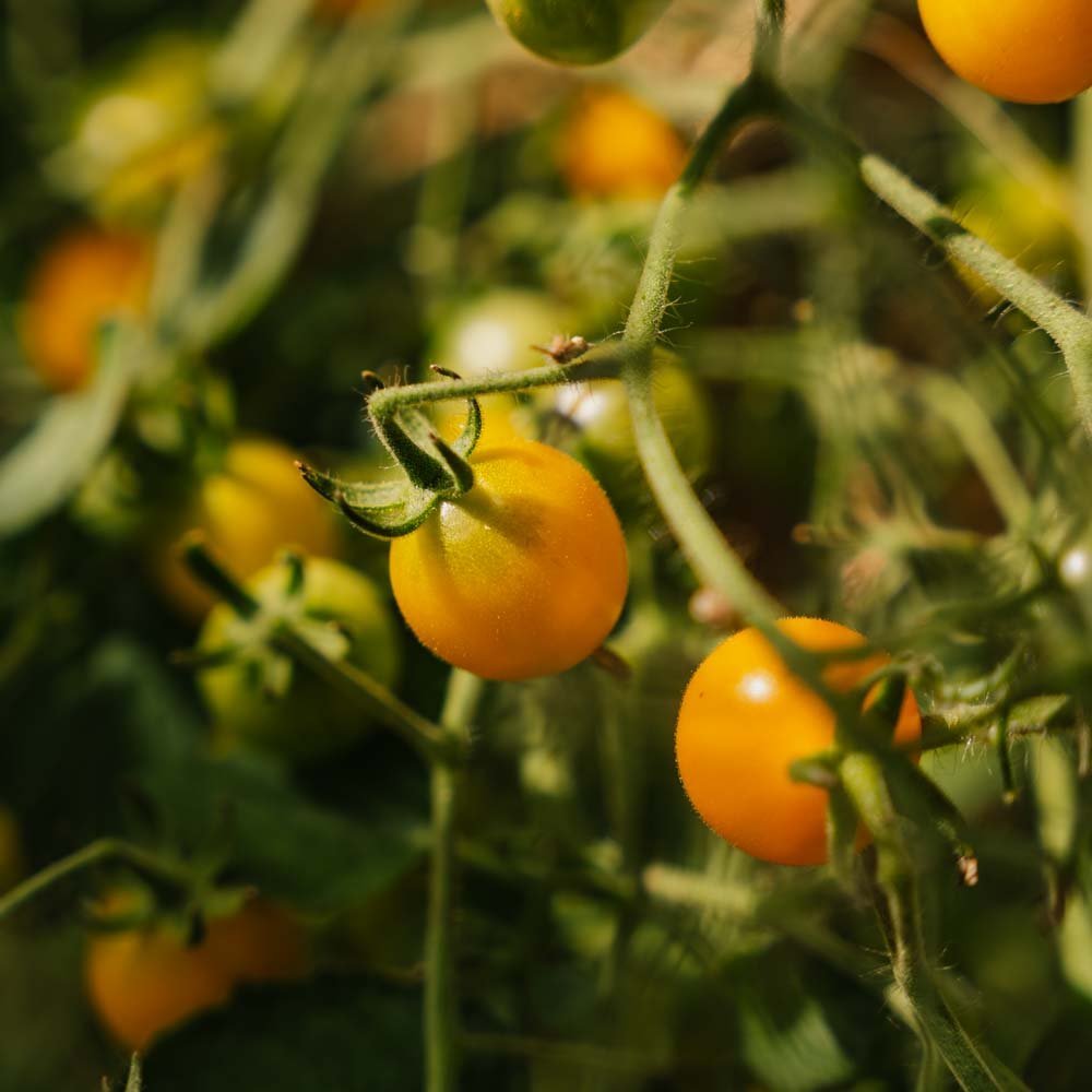 Cherrytomaat zaden 'Yellow Clematine' - 20 biologische zaden
