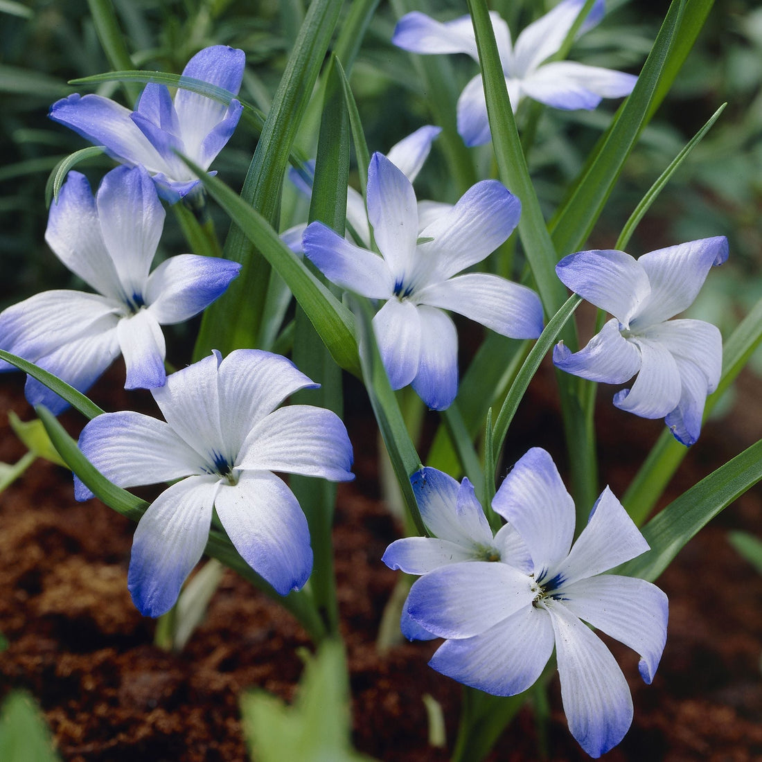 Chileense krokus, Tecophilaea 'Leichtlinii'