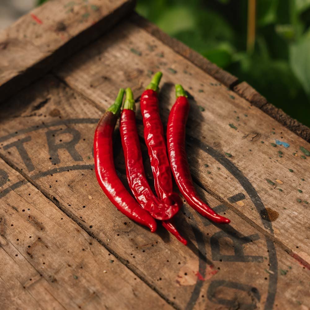 Chilizaad 'Westlandse Lange Rode' - 25 biologische zaden