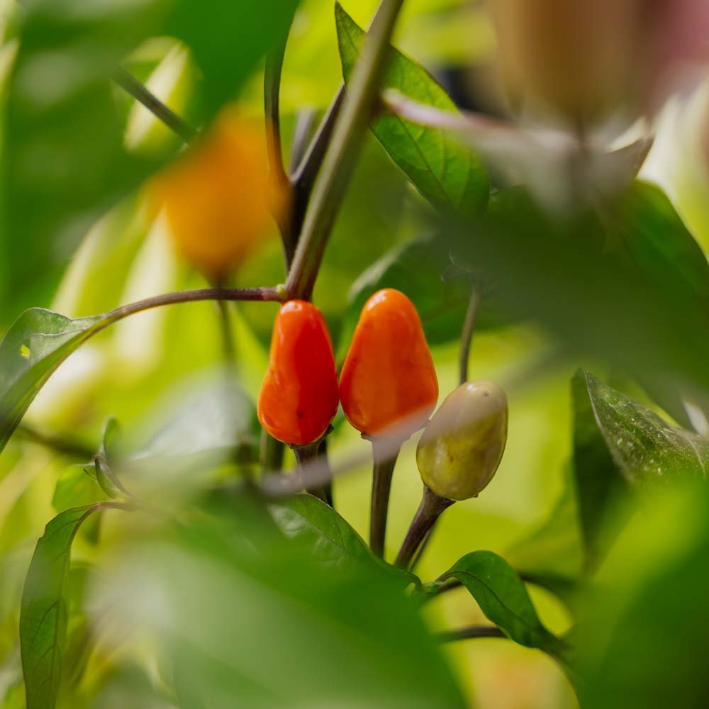 Chilizaden 'Lila luzi' - 5 biologische zaden