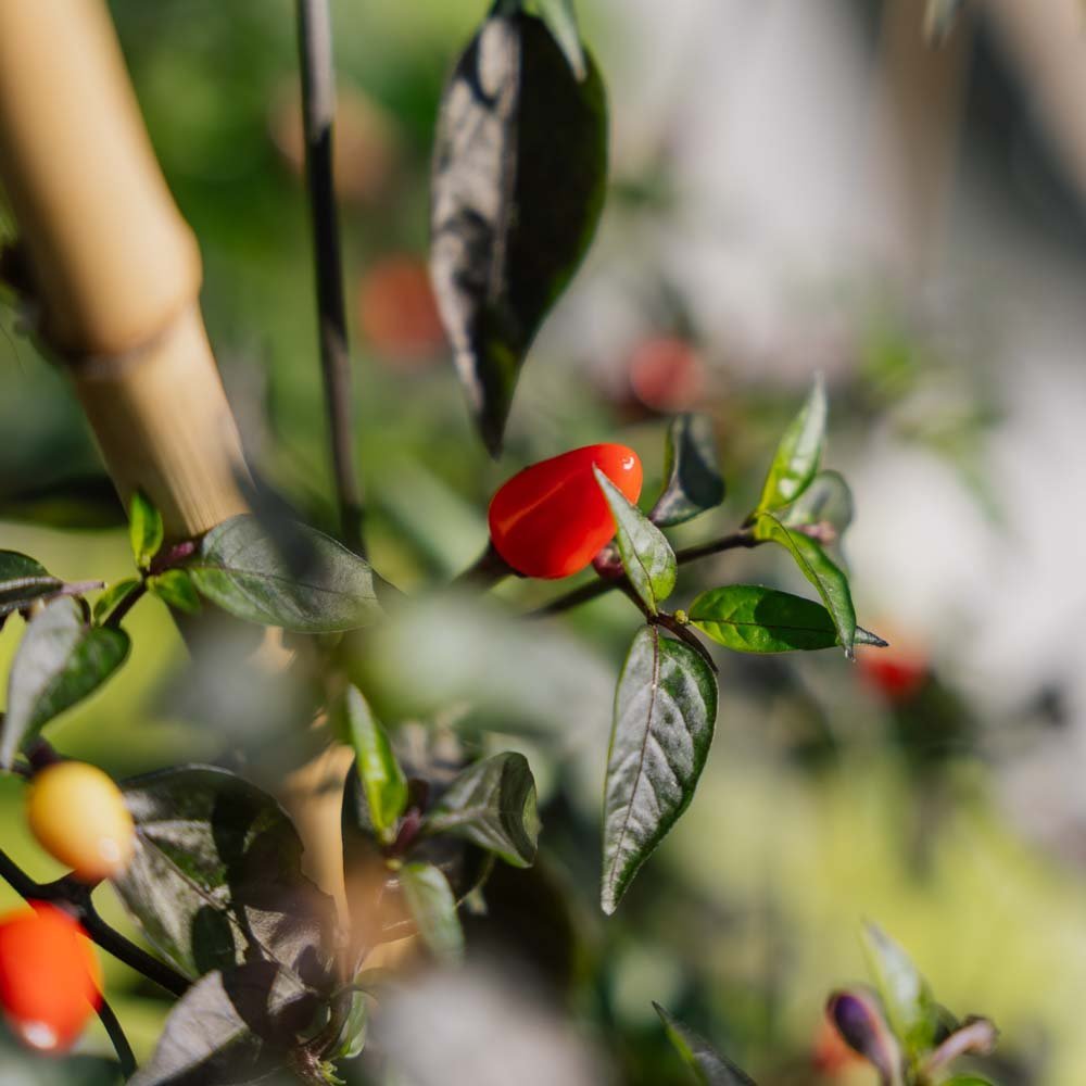 Chilizaden 'Lila luzi' - 5 biologische zaden