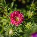 China Aster zaden 'Dubbelbloemig' - 125 biologische zaden