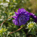 China Aster zaden 'Dubbelbloemig' - 125 biologische zaden
