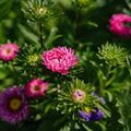 China Aster zaden 'Matsumoto Mix' - 125 biologische zaden