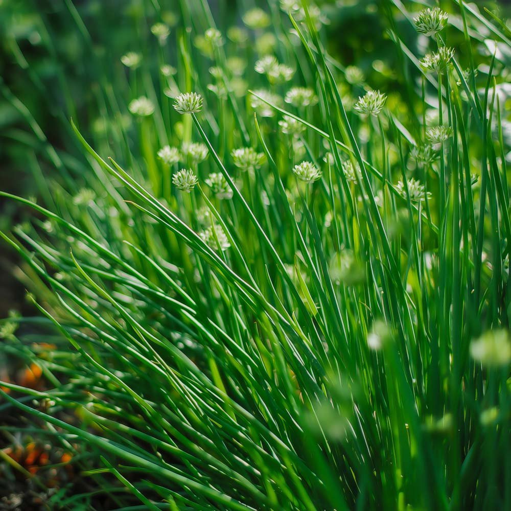 Chinese bieslookzaadjes - 100 biologische zaden