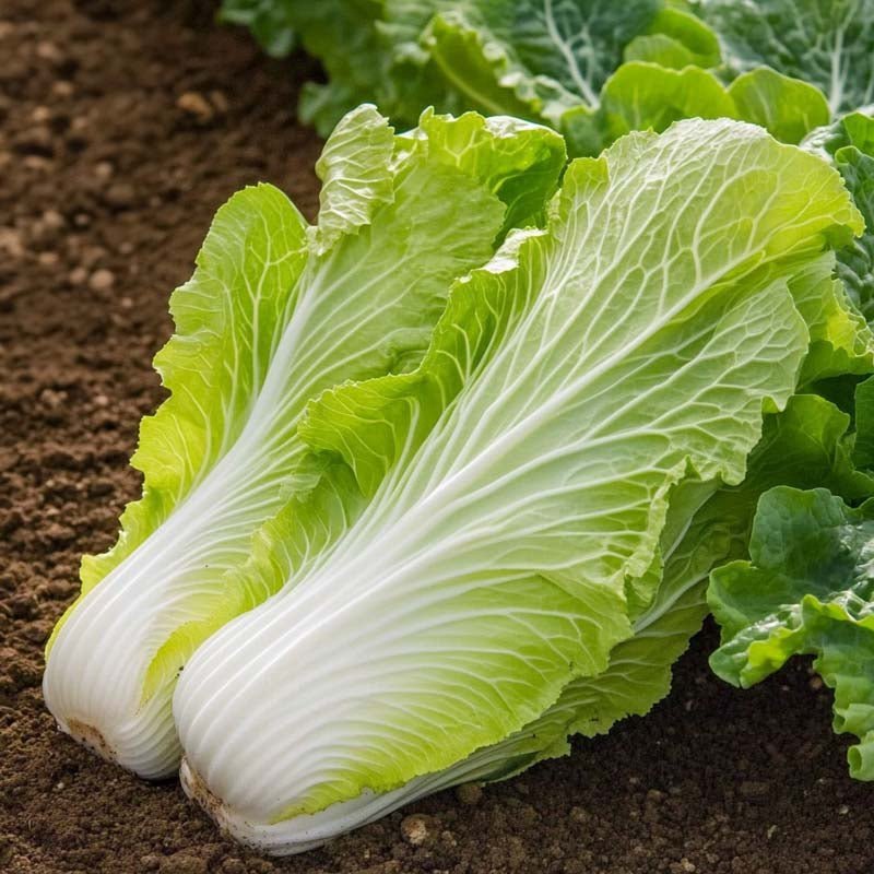 Chinese koolzaden 'Granat' - 50 biologische zaden