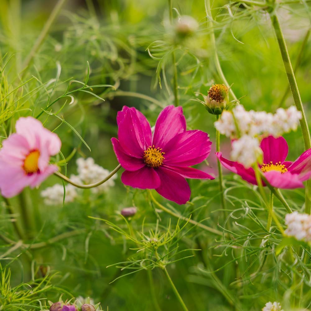 Cosmoszaden 'Garden Cosmos' - 80 biologische zaden
