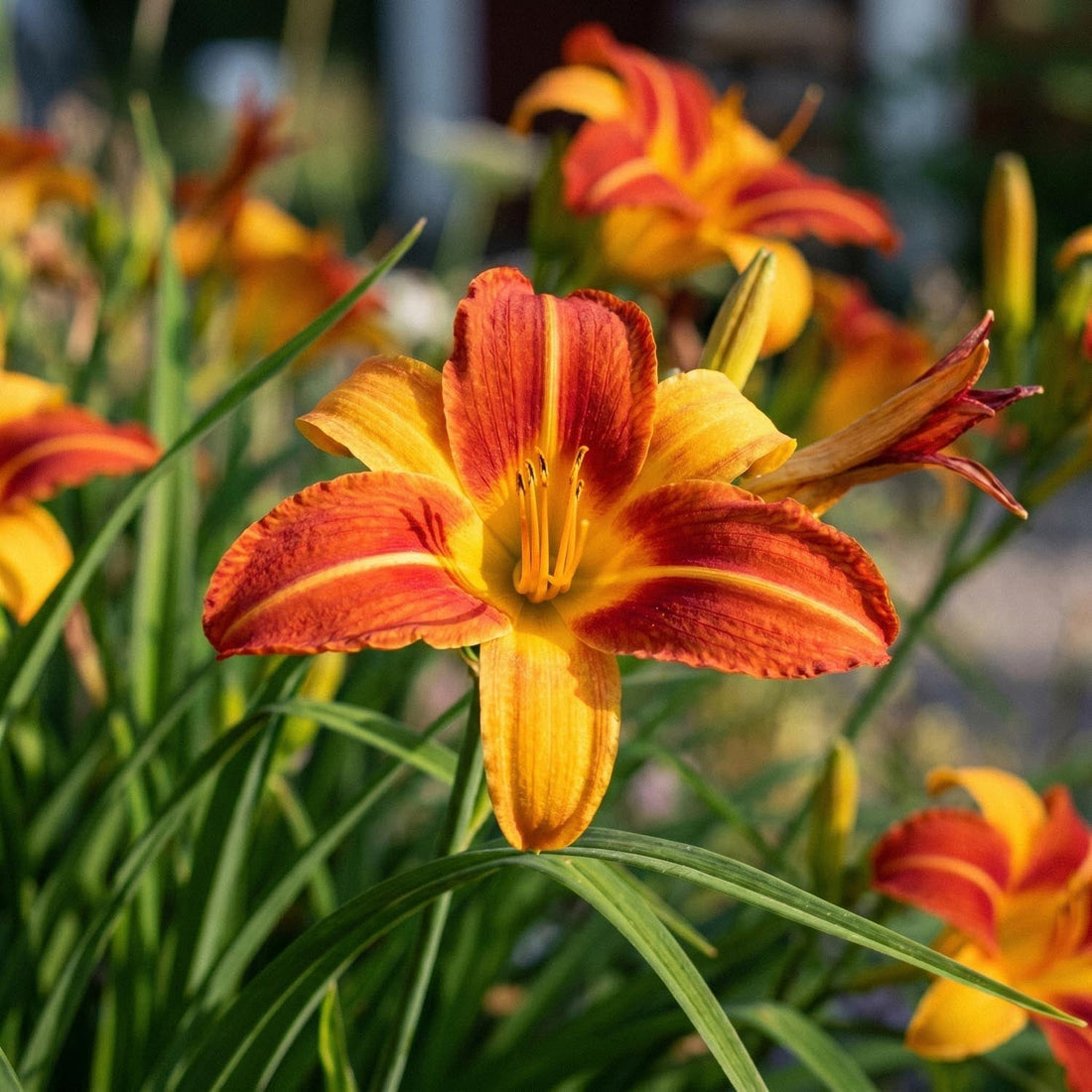 Daglelie, Hemerocallis 'Frans Hals'