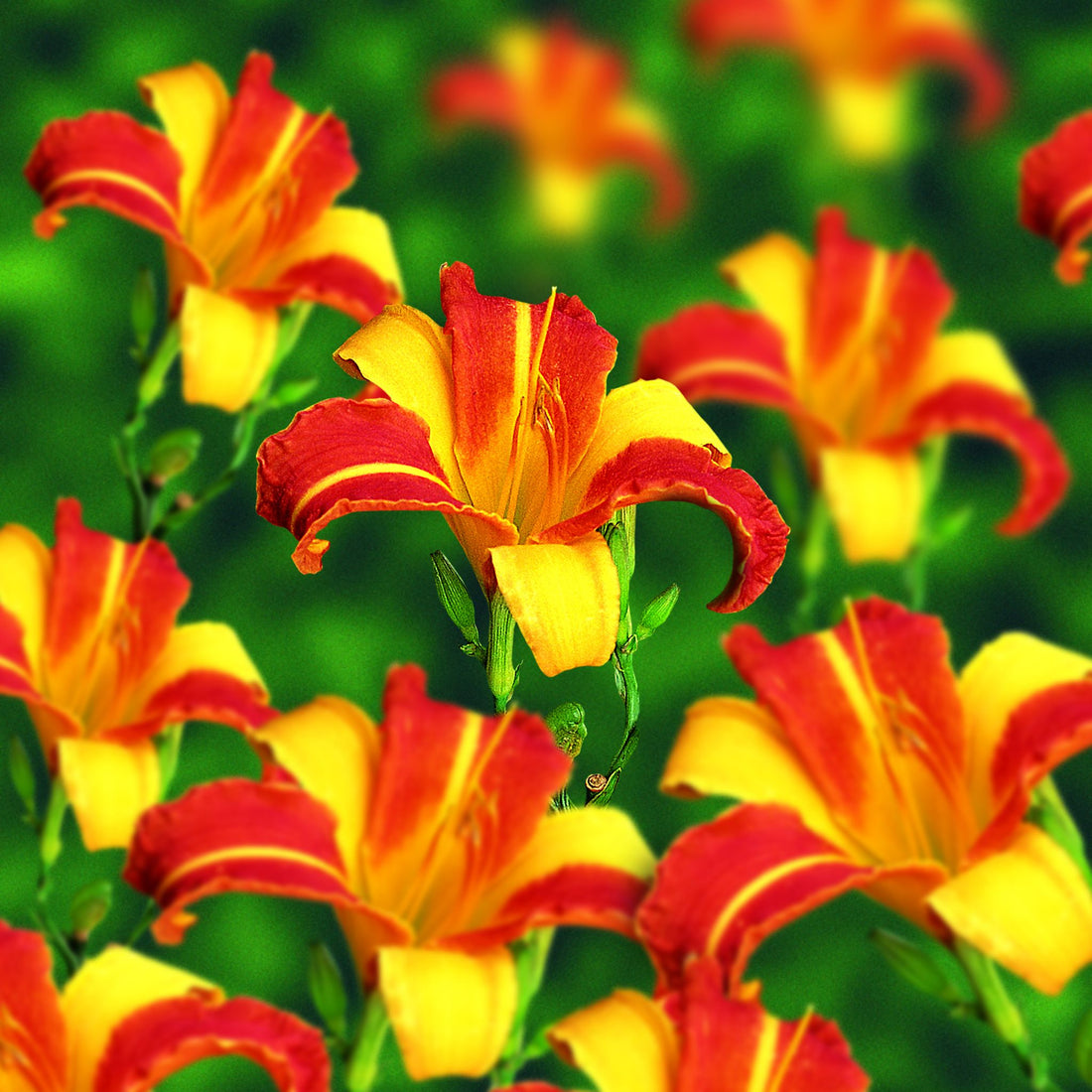 Daglelie, Hemerocallis 'Frans Hals'